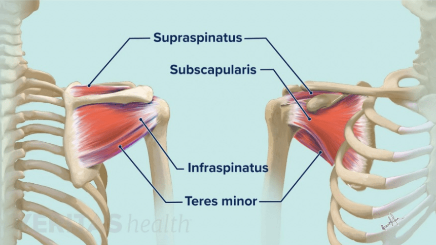 Rotator cuff pain ❓ 2 image 22