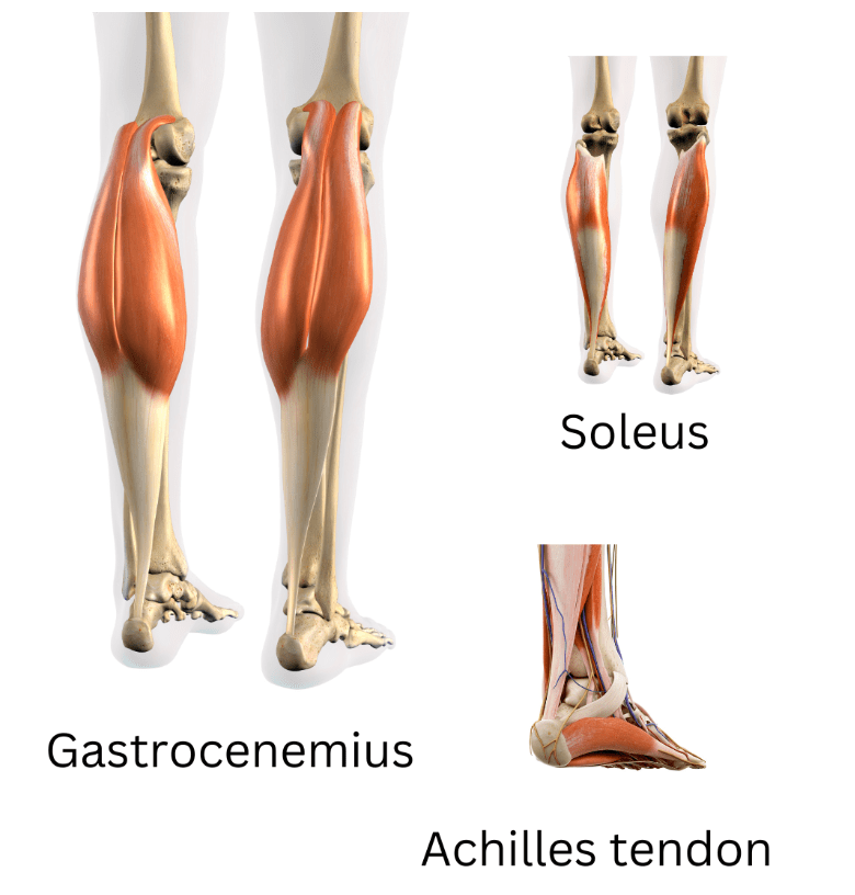 Achilles tendinopathy 2 image 30