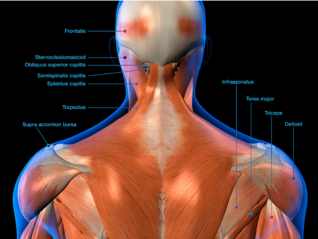 Neck pain ( non-specific) 2 image 33